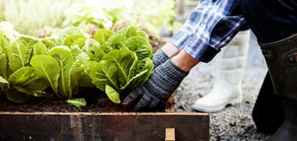 TT_Care-for-Life-Plants