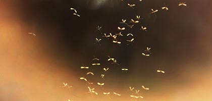TT_Mosquito-Control