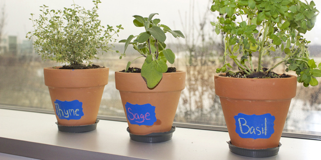 PlantFeature1