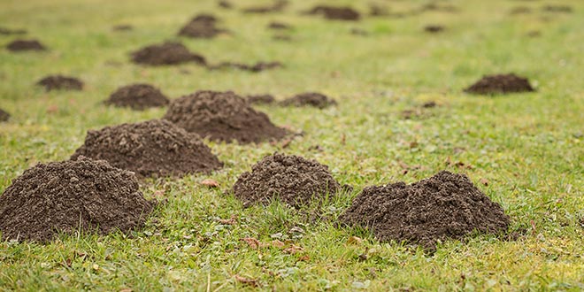 TT_LawnPestControl