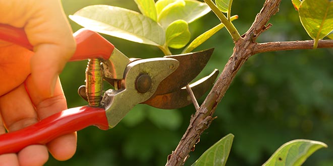 PruningTools_TT